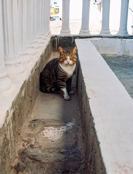 Eine Obdachlose Katze Auf Den Straßen Tunesiens Sieht Sie Der — Stockfoto