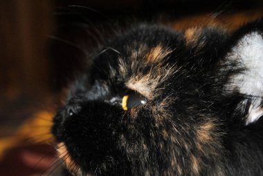 Siyah bir kedinin kafası yan tarafa bakıyor..