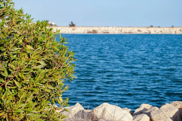 Green Bush Background Blue Water — Stock Photo, Image