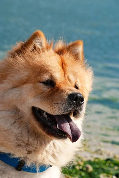 Perro Chow Chow Con Una Lengua Que Sobresale Mira Hacia Imagen De Stock