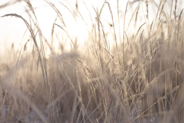 Иней на траве. Замерзшая трава в холодный зимний день, естественный фон. Сухая трава, покрытая хрупкими инеями в холодный зимний день — стоковое фото