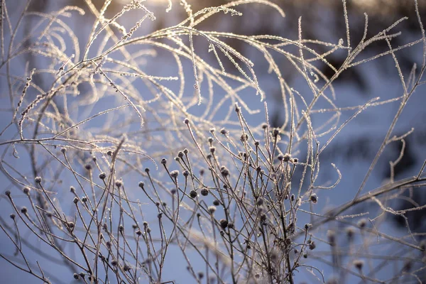 Zmrzlá tráva, zima. Rekreační pozadí. — Stock fotografie