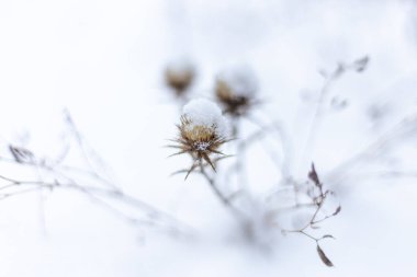 Karla kaplı kuru bir bitki.