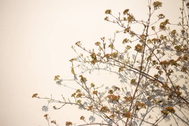 Hafif arka planda patlamamış çiçekleri olan ağaç dalları
