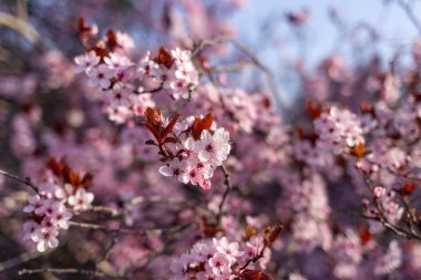 Japonya kiraz çiçekleri bahar mevsimi