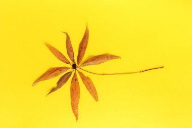 el işi yaprağı sonbaharı, doğa sanatı, çocuk eğitimi