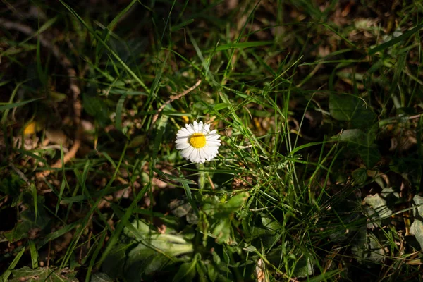 田间草丛中的一朵雏菊 — 图库照片