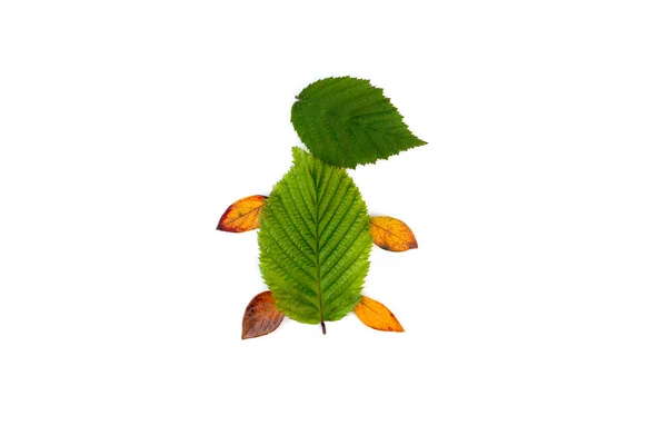 자생하는 나뭇잎 공예품, 다양 한 색깔의 죽은 나뭇잎 — 스톡 사진