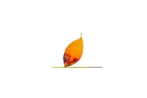 Żółty liść na białym tle, jesienny projekt artystyczny dla dzieci, DIY, krok 1 — Zdjęcie stockowe
