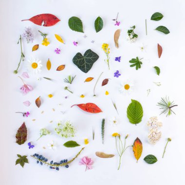 Aydınlık zeminde doğal yapraklar ve çiçekler.