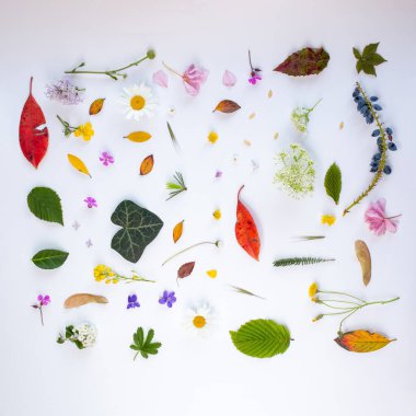 Aydınlık zeminde doğal yapraklar ve çiçekler.