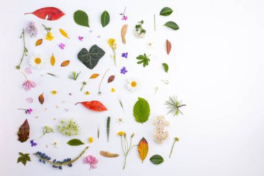 Aydınlık zeminde doğal yapraklar ve çiçekler.