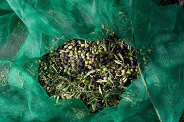 Battaniyede toplanmış zeytin seti, geleneksel tarım