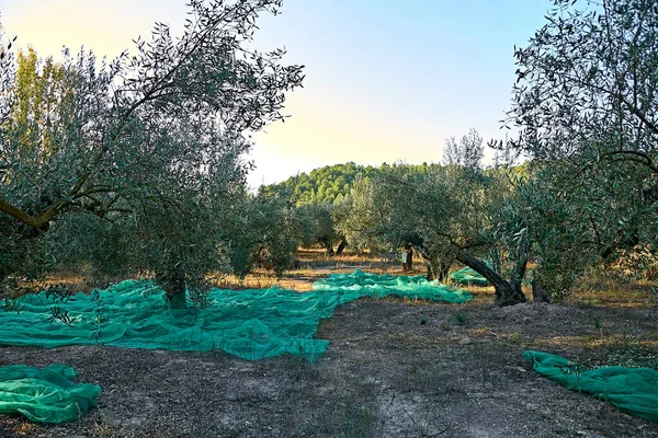 Ελαιώνες Προετοιμασμένοι Για Συγκομιδή Ελιές Ηλιόλουστη Μέρα Παραδοσιακή Γεωργία — Φωτογραφία Αρχείου