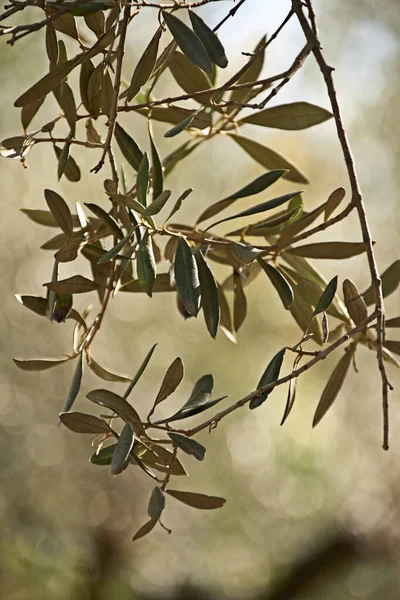 Yapraklı Zeytin Dalı Makro Fotoğrafçılık — Stok fotoğraf