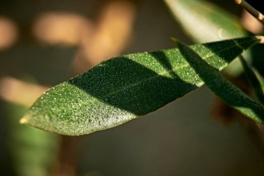 Çiyli zeytin yaprağı, makro fotoğraf, detaylar.