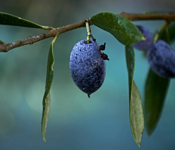 Çiğ Detay Makro Fotoğrafla Kaplı Siyah Zeytin — Stok fotoğraf