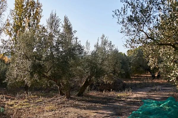 Campos Olivos Preparados Para Cosecha Aceitunas Día Soleado Agricultura Tradicional — Foto de Stock