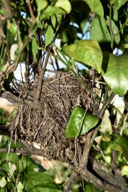 Limon dalında kuş yuvası, doğal, küçük dallar.