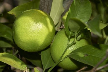 Limonlar limon ağacı dalında, merkez konum, odaklanmamış arkaplan