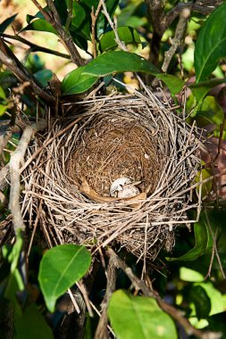 İçinde iki yumurta olan kuş yuvası, kuşlar, bitki örtüsü, el kitabı, küçük çubuklar.