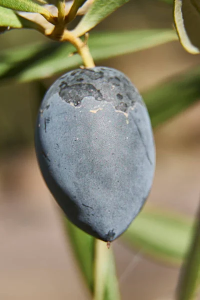 Zeytin Dalında Olgun Zeytin Merkezi Pozisyon Detay Olgun Meyve — Stok fotoğraf