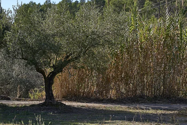Ελαιώνες Γεμάτοι Ελιές Για Συγκομιδή Βιολογική Γεωργία Αιωνόβια Δέντρα — Φωτογραφία Αρχείου