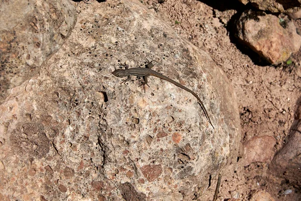 Pequeño Lagarto Las Piedras Vista Aérea Día Soleado —  Fotos de Stock