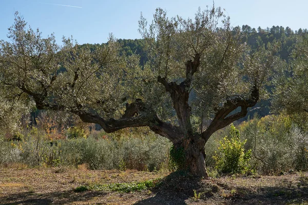 Ελαιώνες Γεμάτοι Ελιές Για Συγκομιδή Βιολογική Γεωργία Αιωνόβια Δέντρα — Φωτογραφία Αρχείου
