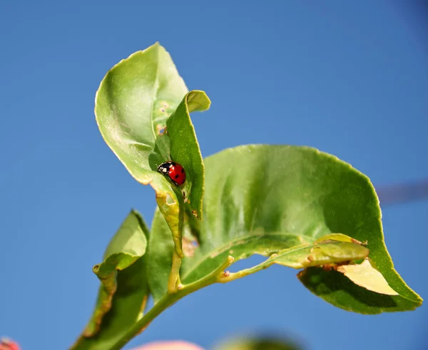 Small Ladybug Large Green Leaf Blue Sky Detail Macro Photography — Stock Photo, Image