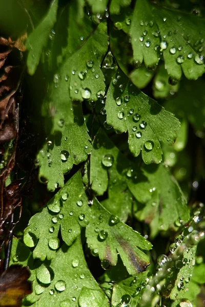 Fern Liści Małymi Kroplami Wody Szczegóły Makro Fotografii Nieostre Tło — Zdjęcie stockowe