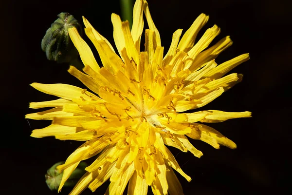 Sarı Bir Çiçeğin Parçaları Pistil Anten Taç Yaprakları Yakın Plan — Stok fotoğraf
