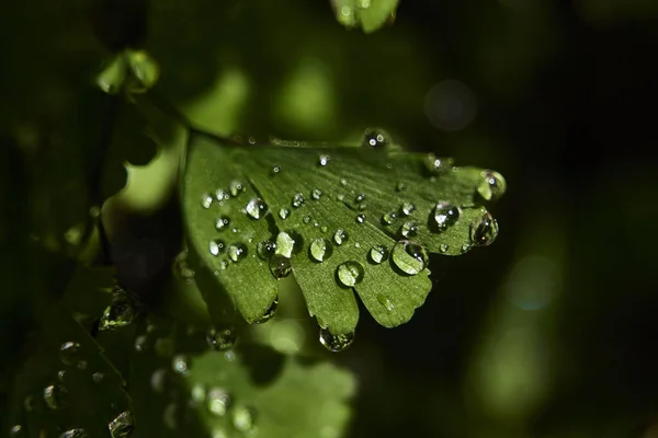 Fern Liści Małymi Kroplami Wody Szczegóły Makro Fotografii Nieostre Tło — Zdjęcie stockowe