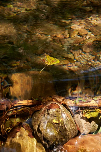 Tree leaf floating on the water of a river, transparent water, rocks in dam,