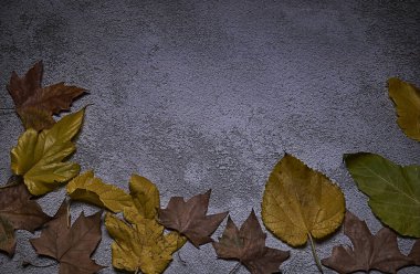 Sert zeminde sonbahar yaprakları, ön manzara, kuru yapraklar