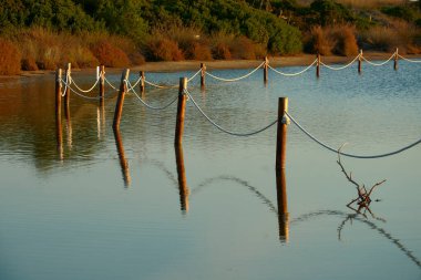 Bir çitin yansımaları suya yapışır, güneşli, sakin su, bitki örtüsü