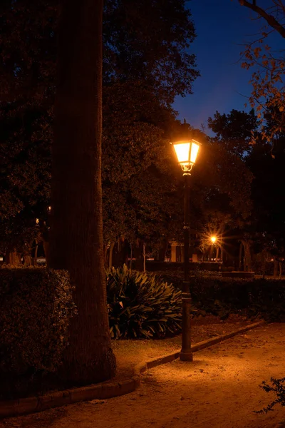Lamp lit in park illuminating a tree. Nocturnal, lonely, vegetation, stars