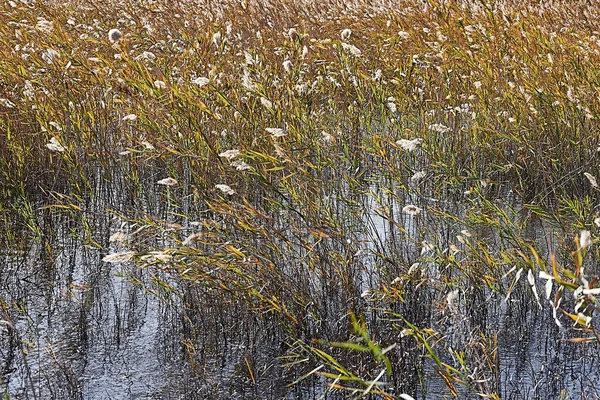 Set Aquatic Plants Lake Sunny Air Bent Reeds Calm Water — Stock Photo, Image
