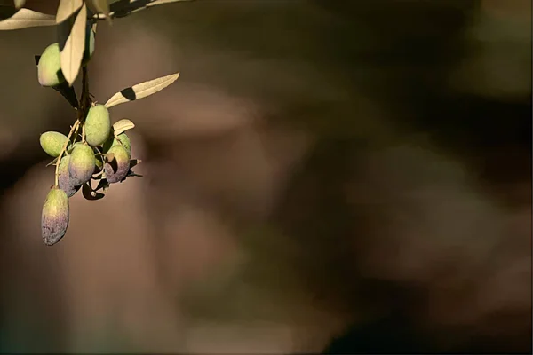 Imagem Horizontal Uma Oliveira Com Grandes Azeitonas Verdes Maduras Contra — Fotografia de Stock