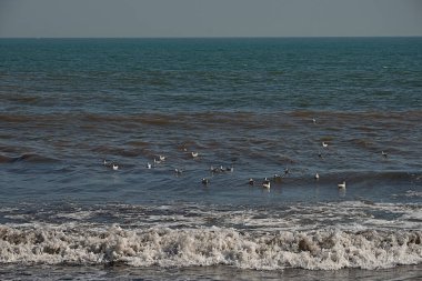 Sahilin kıyısındaki bir grup martı açık, mavi gökyüzüne tünediler.