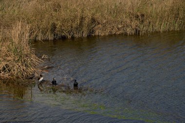Bitkilerle çevrili bir gölde ördekler ve su kuşları