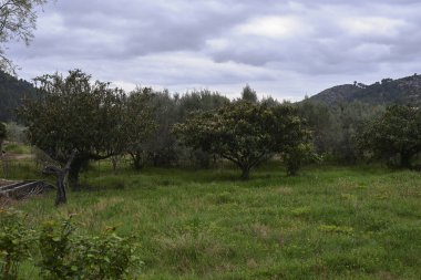 İlkbaharda zeytin ağaçları, bulutlu gökyüzü, çimenler, ekilmiş tarlalar.