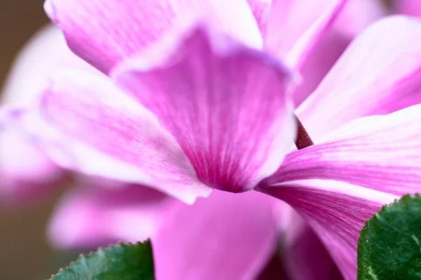 Pembe Yapraklı Çiçek Pembe Yapraklı Siklamen Çiçeği Siklamen Repandumu Odak — Stok fotoğraf