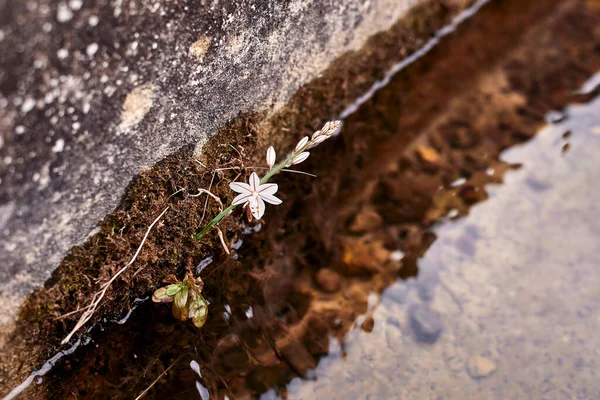 Una Flor Blanca Una Zanja Riego Asphodelus Fistulosus Gamuza Agua — Foto de Stock