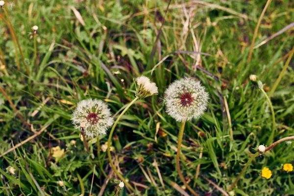 Ένα Λουλούδι Πικραλίδας Που Περιβάλλεται Από Βλάστηση Taraxacum Officinale Εστιασμένο — Φωτογραφία Αρχείου