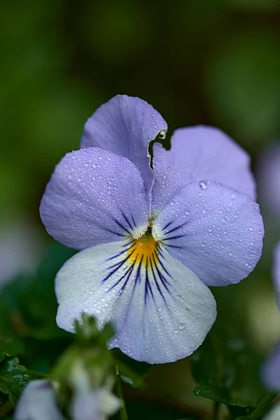 A small blue and black flower with humidity. Viola e wittrockiana, ornamental plant, pansy plant, out-of-focus background, macro photography