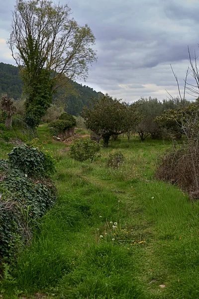 Campo Con Árboles Frutales Vegetación Hierba Flores Cielo Con Nubes —  Fotos de Stock