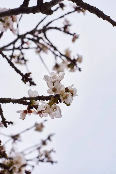 Ağaçta Kiraz Çiçekleri Bulanık Arkaplan Gri Gökyüzü Yalnız Detaylı Fotoğraf — Stok fotoğraf