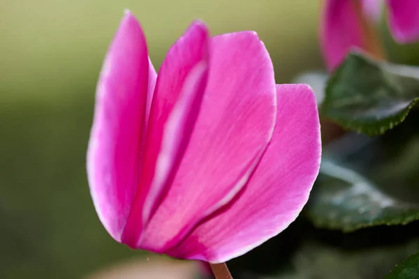 Blume Mit Rosa Blütenblättern Cyclamen Cyclamen Repandum Grünem Unscharfen Hintergrund — Stockfoto