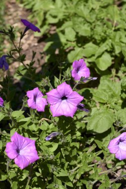 Birkaç çiçek, Petunia axillaris. Odak dışı arkaplan ve yeşil, detaylı fotoğraf, mor.
